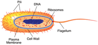 Prokaryote